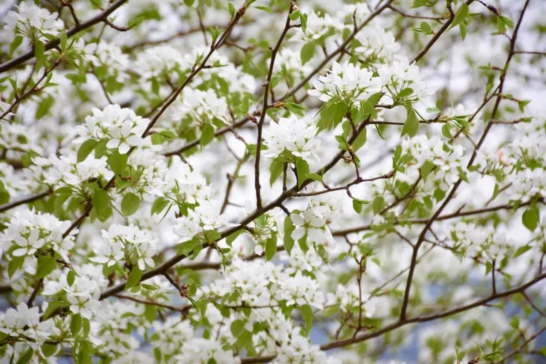 新津永商镇梨花村与广汉滴水岩梨花沟：春季赏梨花胜地推荐